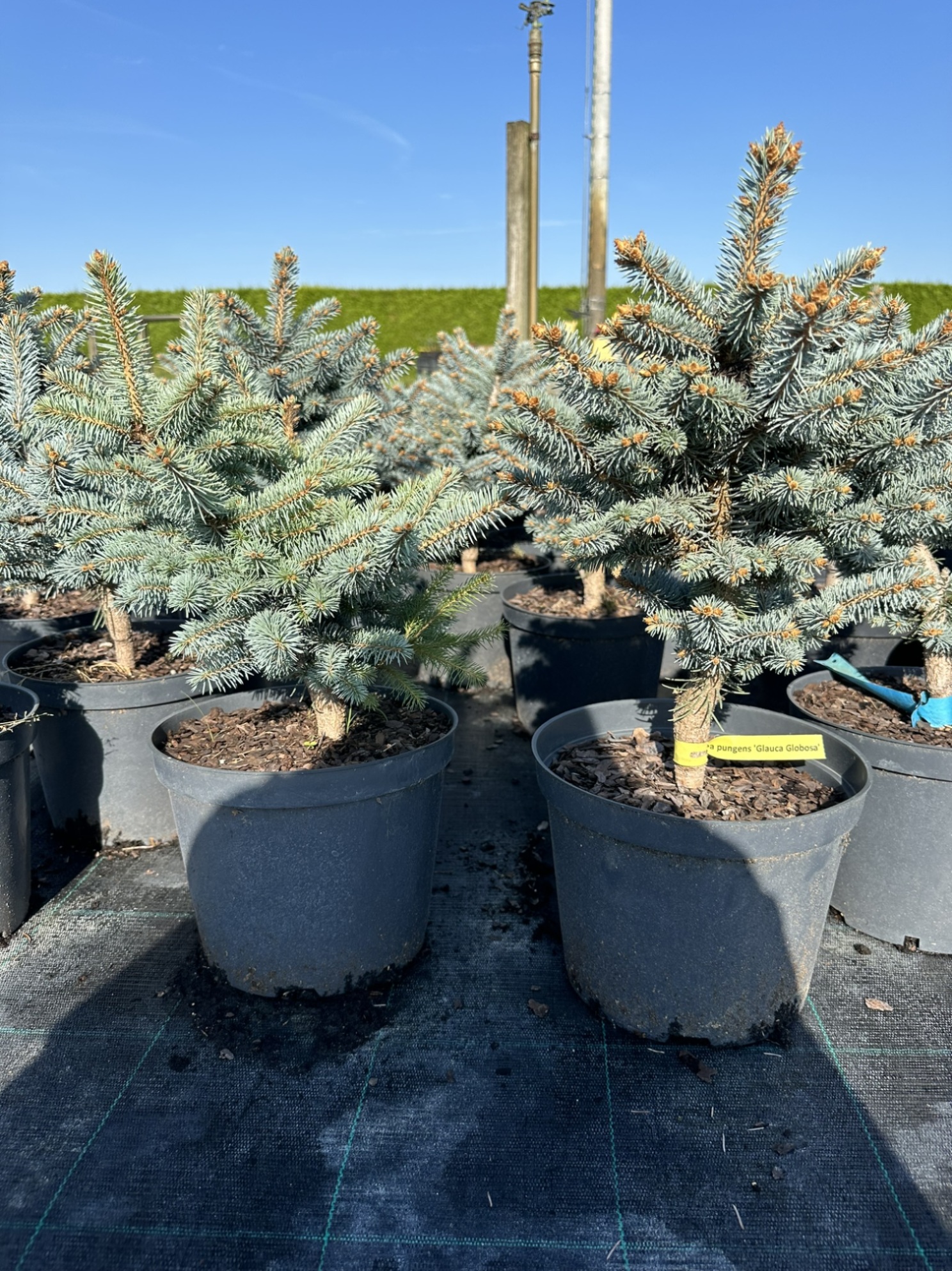 Ель колючая Глаука Глобоза